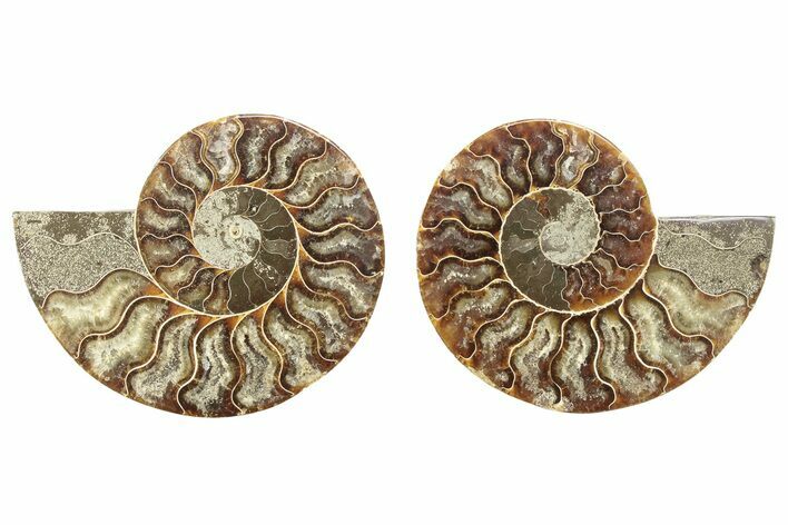 Cut & Polished, Agatized Ammonite Fossil - Madagascar #263672